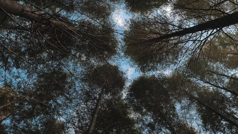 High-angle view looking up to the blue sky between tall trees in mixed forest on Stock Footage 98502867
