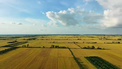 High angle view looking down at an angle over golden ripening rice fields Vidéo 337697699