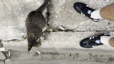 High angle view. looking street cat Stock Footage 256194769