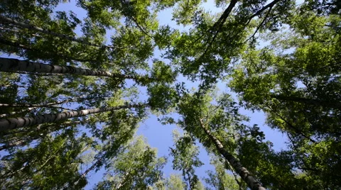 High angle view looking up at the top of the wind swinging giant hardwood trees Stock Footage 62822999