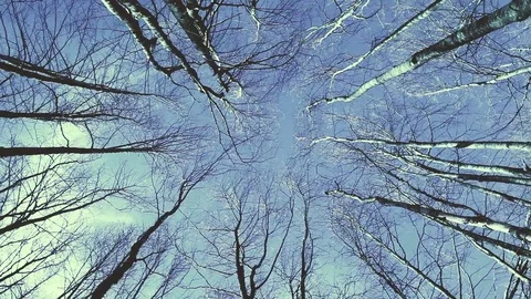 High angle view looking to the tops of trees growing in a national park in Italy Stock Footage 73216817