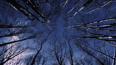 High angle view looking to the tops of trees growing in a national park in Italy Stock Footage 73216838