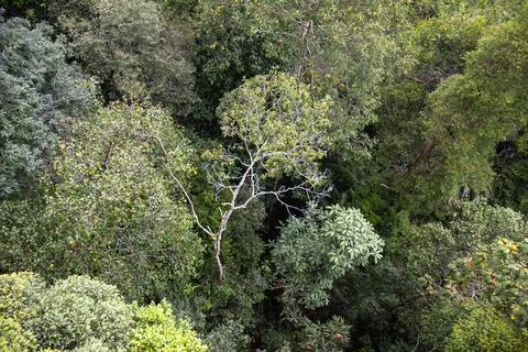 A high-angle view looks down at a lush tropical rainforest canopy. Stock-Fotos