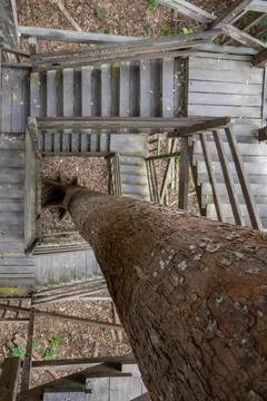 A high-angle view looks down a tree trunk surrounded by wooden tower stairs. 写真素材