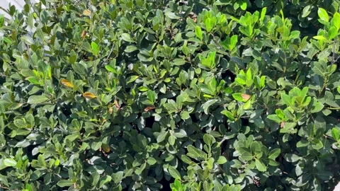 High angle view of lush foliage from a rooftop Stockbeeldmateriaal 338170818