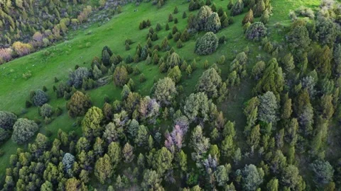 High angle view of lush green mountain slopes with juniper trees in evening Видео 334326476