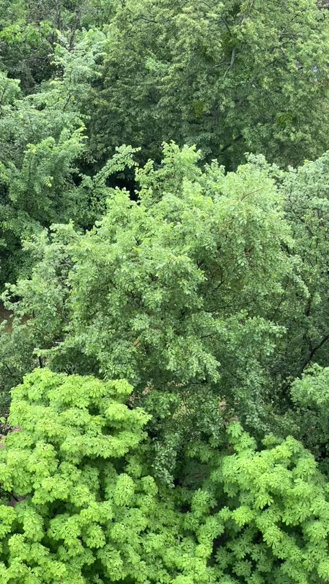 High Angle View of Lush Green Forest Canopy on a Rainy Day Видео 336916365