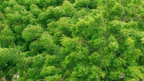 High angle view of lush green forest treetop canopy swaying in the breeze Stock Footage 342918344