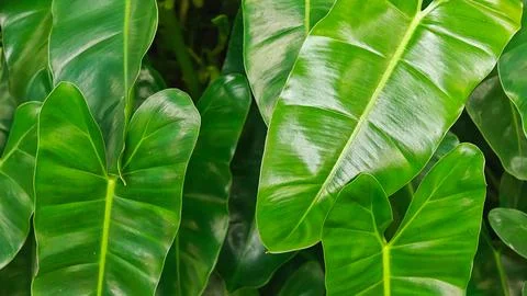 High Angle View of Lush Green Tropical Philodendron Leaves Texture 스톡 사진