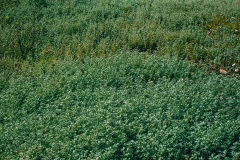High angle view of lush green grass and wild weeds covering the ground in a fiel Stock Photos