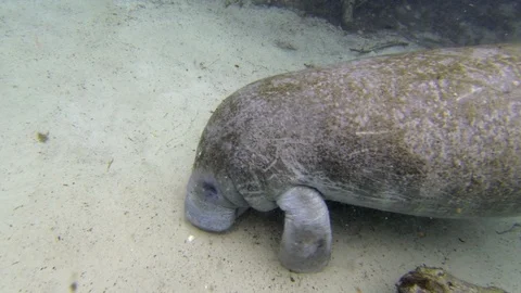 High angle view of manatee rubbing face over ocean floor underwater - Stock Footage 115367913
