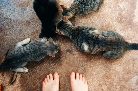High-angle view of many cats eating form the same floor of dried cat food Stock Photos