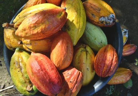 High angle view of many cocoa pods in the basket until not enough Stock Photos
