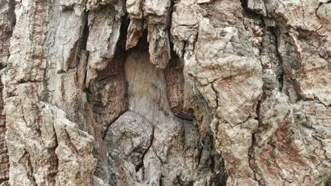 High angle view of massive tree trunk rising into sky stock photo view Stock Photos
