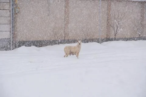 High angle view of a mixed breed dog standing on snow covered street. Stock Photos