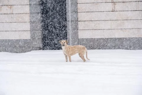 High angle view of a mixed breed dog standing on snow covered street. Stock Photos