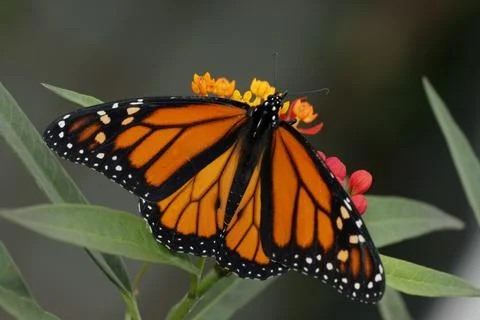 High angle view of a Monarch butterfly pollinating a flower (Danaus plexippus) Stock Photos