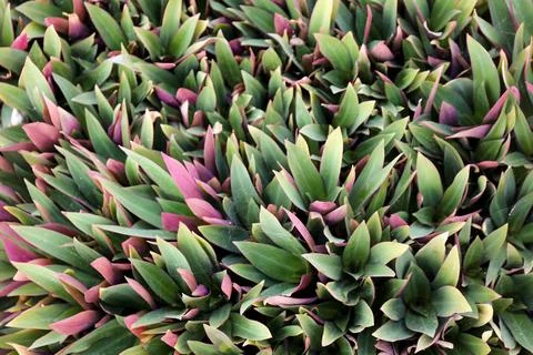 High angle view of Moses-in-the-Cradle - Tradescantia spathacea leaves Stock Photos