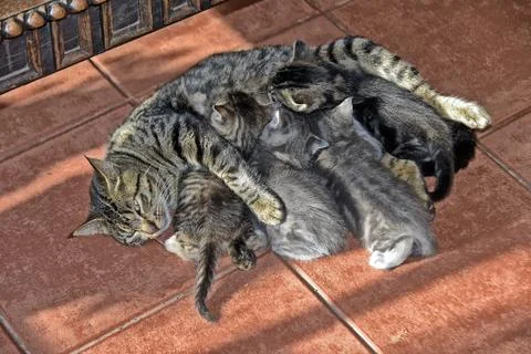A high angle view of a mother cat lying on the floor and feeding kittens unde Stock Photos