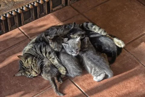 A high angle view of a mother cat lying on the floor and feeding kittens unde Fotos de archivo