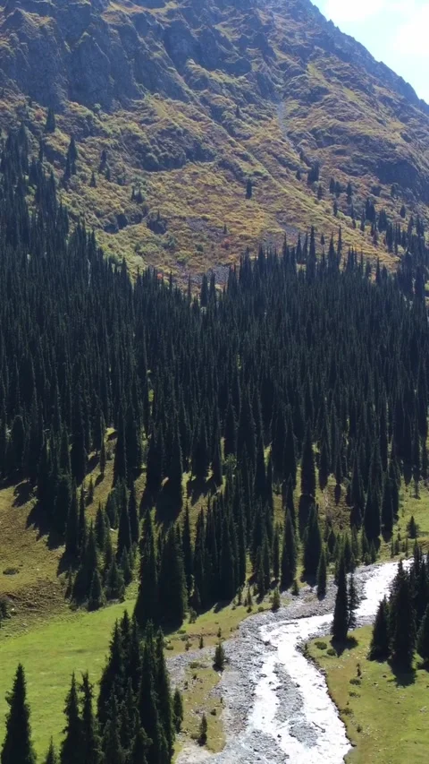 High angle view of mountain rivers merging around dense spruce forest in valley Stock Footage 336689775