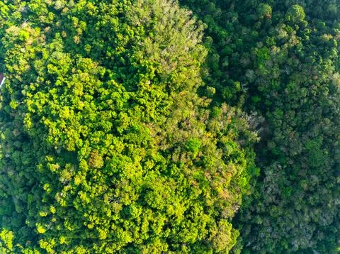 High angle view mountains rainforest green background Stock Photos