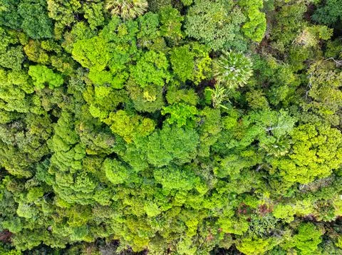High angle view mountains rainforest green background Stock Photos