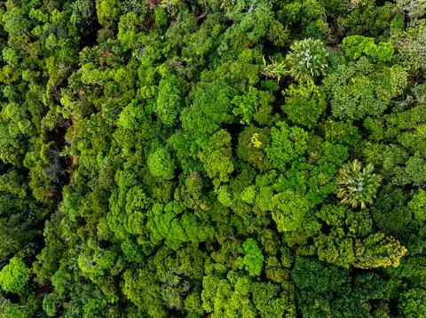 High angle view mountains rainforest green background Foto stock