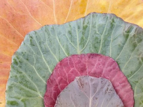 High angle view of multi colored cabbage leaves in autumn season Foto stock