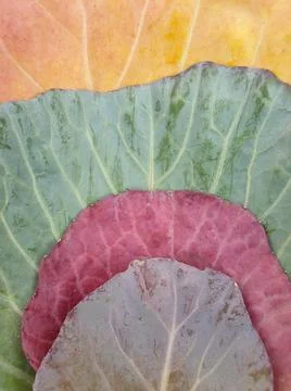 High angle view of multi colored cabbage leaves in autumn season Stock Photos