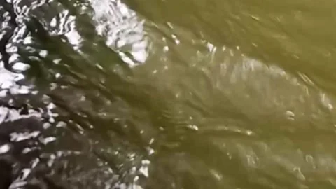 High Angle View of Murky River Stream in Jungle Environment Stock Footage 323921255