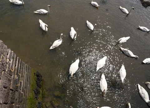 High Angle View of Mute Swans in Shallow Tidal Water Stock Photos