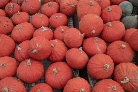 High angle view of orange and green market pumpkins Stock Photos