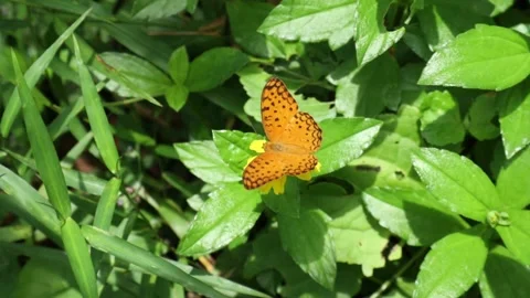 High angle view of an orange color butterfly known as a Common leopard Video stock 217475313
