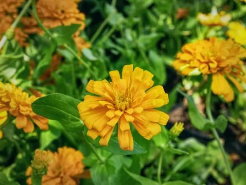 High Angle View of Orange Flowers in the Field Stock Photos