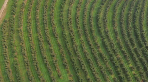 High angle view of the orchard Stock Footage 32224843