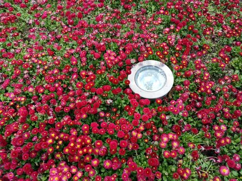 A high angle view of an outdoor light hidden in the field with beautiful red  Stock Photos