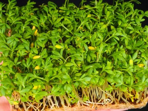 High angle view over cress sprouts at close-up Stock Photos