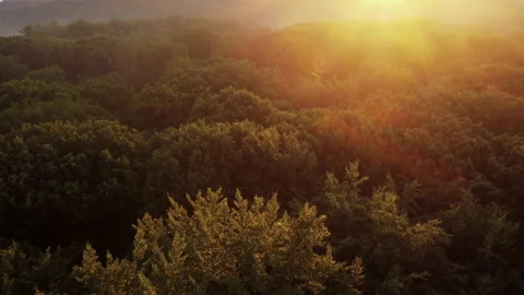 High angle view over a sunny forest landscape at morning Stock Footage 237968908