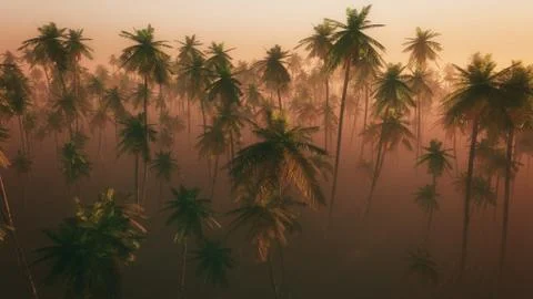 High angle view of palm tree forest in morning mist. Stock Illustration