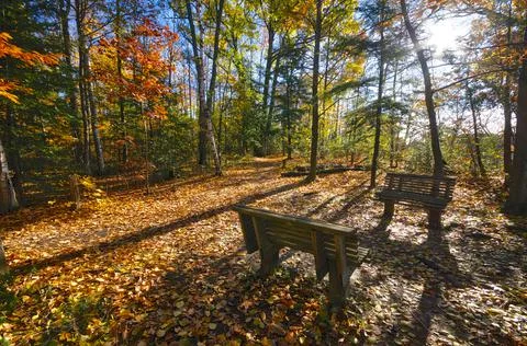 High angle view of the park bench with a lens-flare in the forest Stock Photos