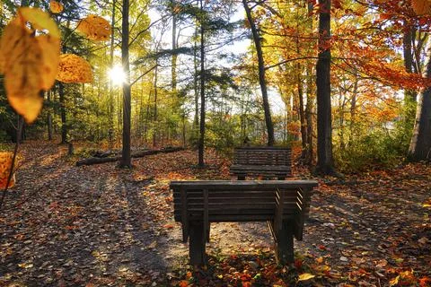 High angle view of the park bench with a lens flare in autumn Stock Photos