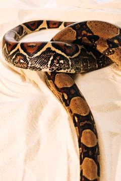 High angle view pattern python Stock Photos
