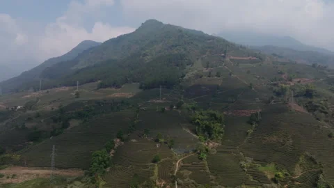 High-Angle View of Patterned Tea Rows in Muong Khoa, Lai Chau Vietnam Stock Footage 333341018