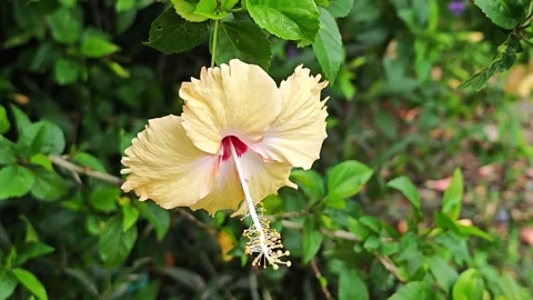 High angle view of peach orange hibiscus flower blooming in the garden. Stock Footage 343035237