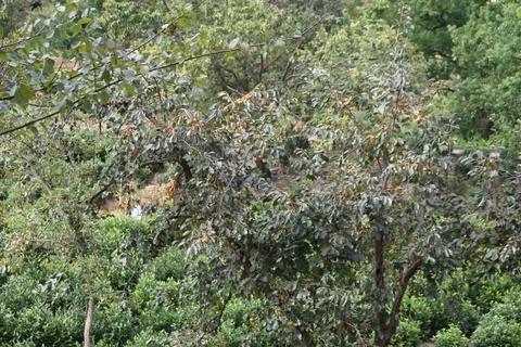 High angle view of a persimmon tree laden with ripe orange fruits among lus.. Stock Photos