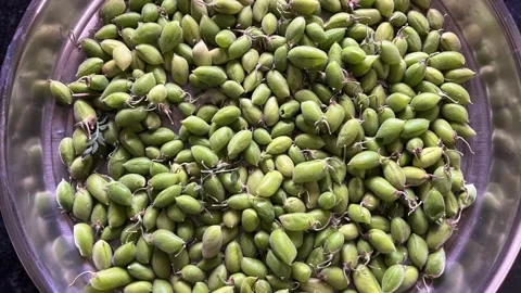 High angle view of a pile of fresh green chickpeas in a stainless steel plate Stock Footage 328441271