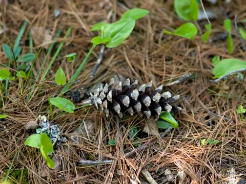 High angle view of a pine cone, Lake of The Woods, Ontario, Canada Stock Photos
