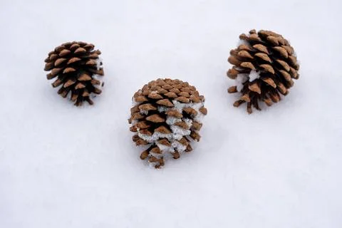 High angle view of pine cones on snow with soft grainy texture. Stock Photos