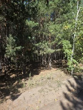 High angle view of pine forest and sunny ground Stock Photos